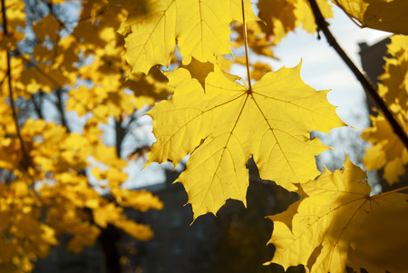 Autumn Yellow Leaves on a tree in sunny day.の写真素材