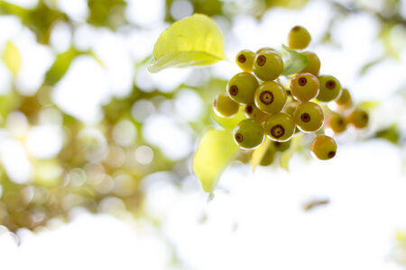 crab apples hanging from tree branchの写真素材