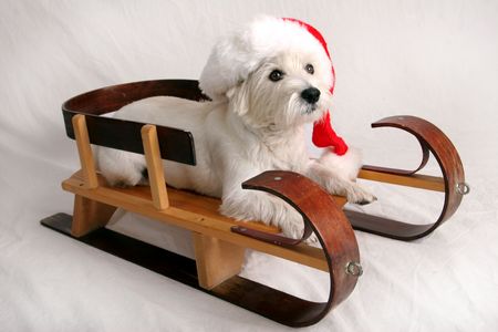 Santa dogの写真素材