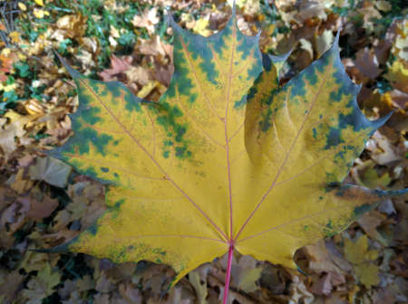 One yellow maple leaf close-up. background for the interior.の写真素材