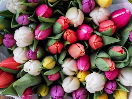 tulipsの写真素材