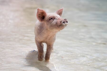 little pig in the water close up