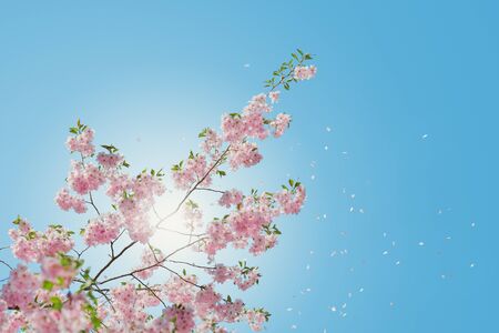 Blooming tree