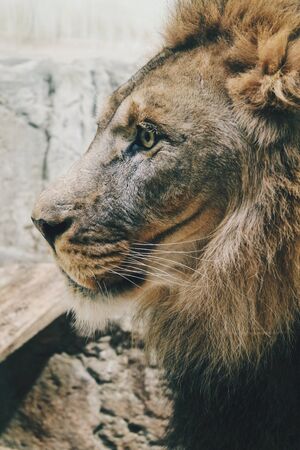 a lionの写真素材
