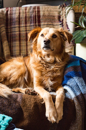 beautiful dogの写真素材