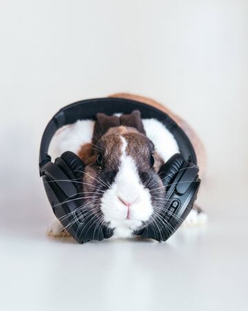 rabbit with headphonesの写真素材