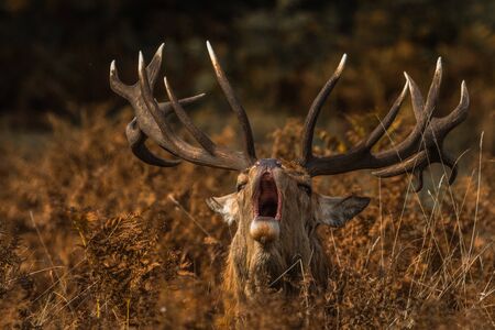 deer in natureの写真素材