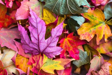 autumn tree leaves closeup