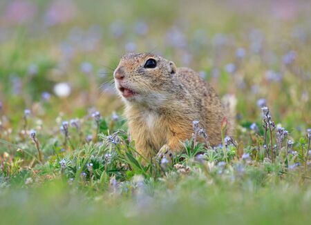 gopher in the grassの写真素材