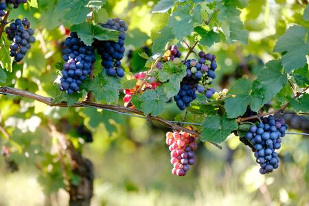 grapesの写真素材