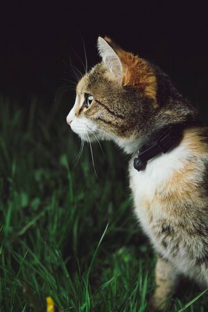 cat close upの写真素材