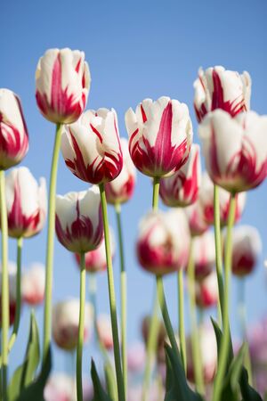 tulips fieldの写真素材