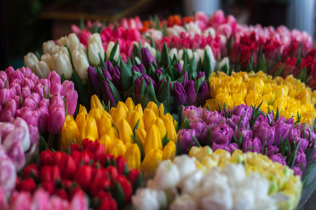 beautiful tulipsの写真素材
