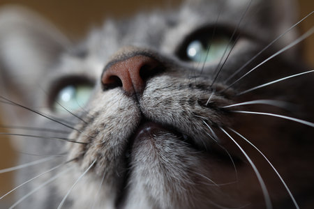 beautiful kittenの写真素材