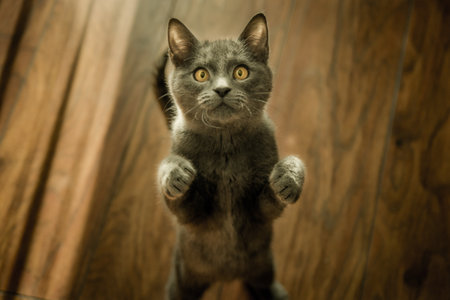 beautiful kitten