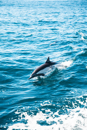 Dolphin
