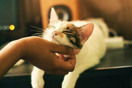 woman caresses a kittenの写真素材