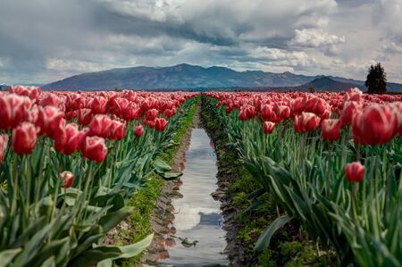 tulips
