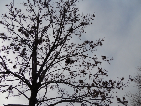 treeの写真素材