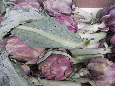 artichokesの写真素材