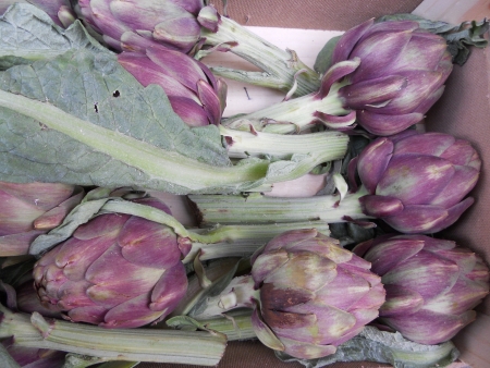 artichokesの写真素材