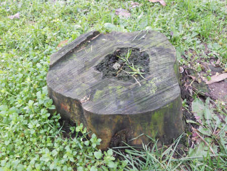 trunk in the parkの写真素材