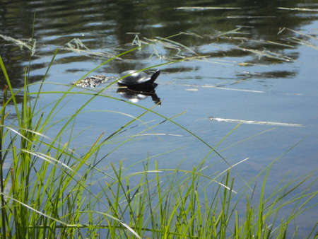 Turtle Lakeの写真素材