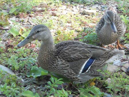 ducksの写真素材