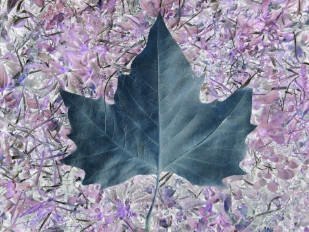 abstract leaf の写真素材