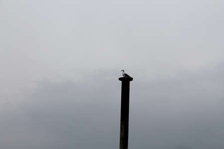 seagull resting on the lakeの写真素材