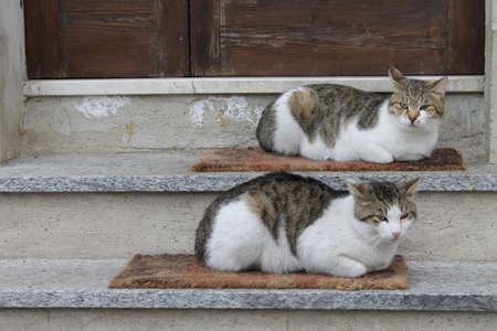 pair of cats 
