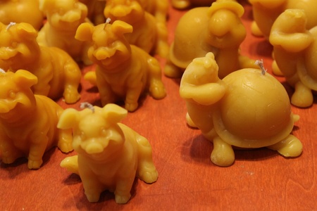 animals of beeswaxの写真素材