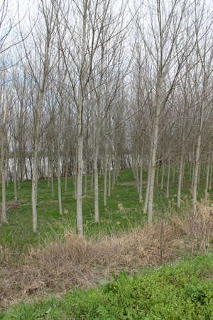 trees on coast riverの写真素材