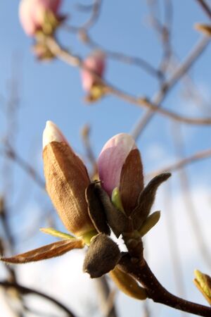 pink flowerの写真素材
