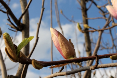 pink flowerの写真素材