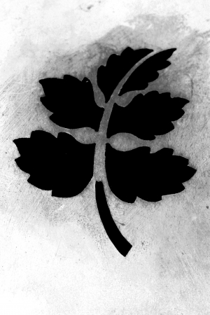 leaf backgroundの写真素材