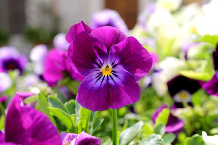 violet in the gardenの写真素材
