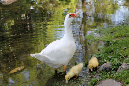 ducks on lakeの写真素材