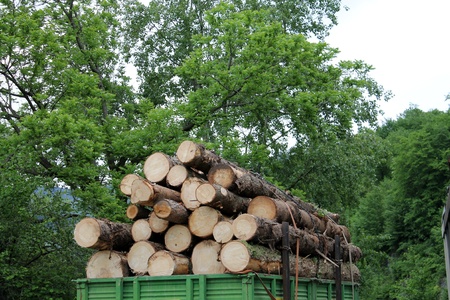 logs on the truck