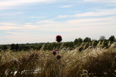 countryside landscape