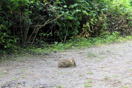 rabbit in the woodsの写真素材