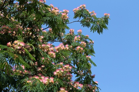 flowering plant