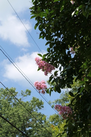 flowering plant