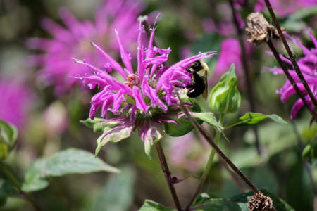 purple flowersの写真素材