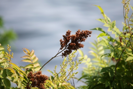 flowerの写真素材