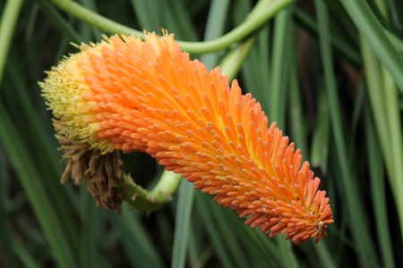 orange plantの写真素材