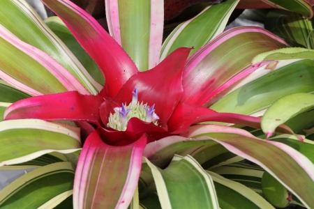 succulent plantの写真素材