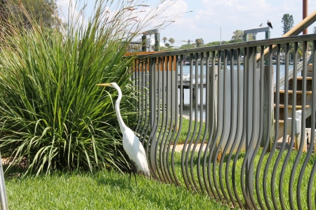 white bird on grassの写真素材