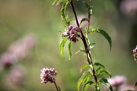 flowersの写真素材