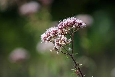 flowersの写真素材